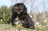 LHASSA APSO 054